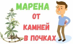 Марена красильная ? отзывы, применение, противопоказания